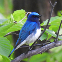 Blue-and-white Flycatcher